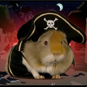 Meet your Posher, Alex